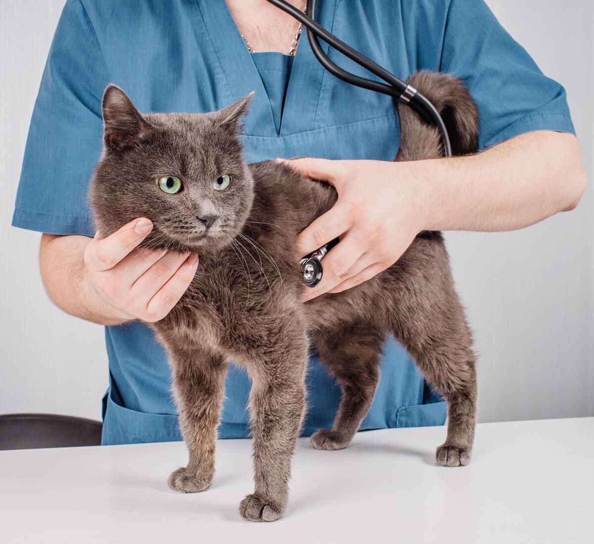 vet examining cats heart