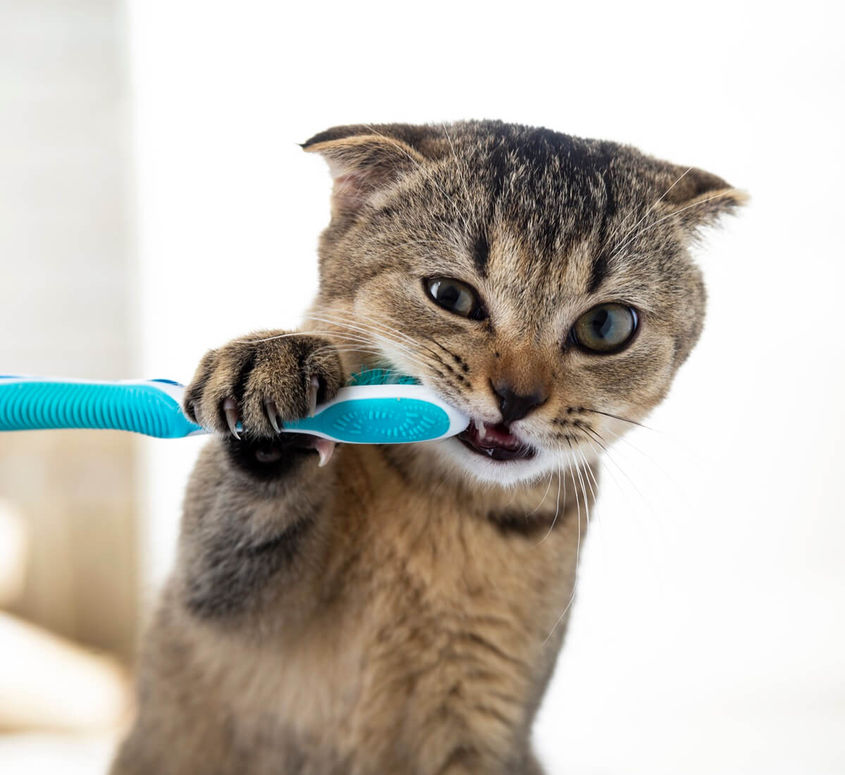 cat chewing toothbrush