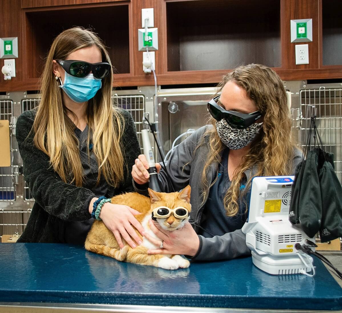 vet team doing laser therapy on cat