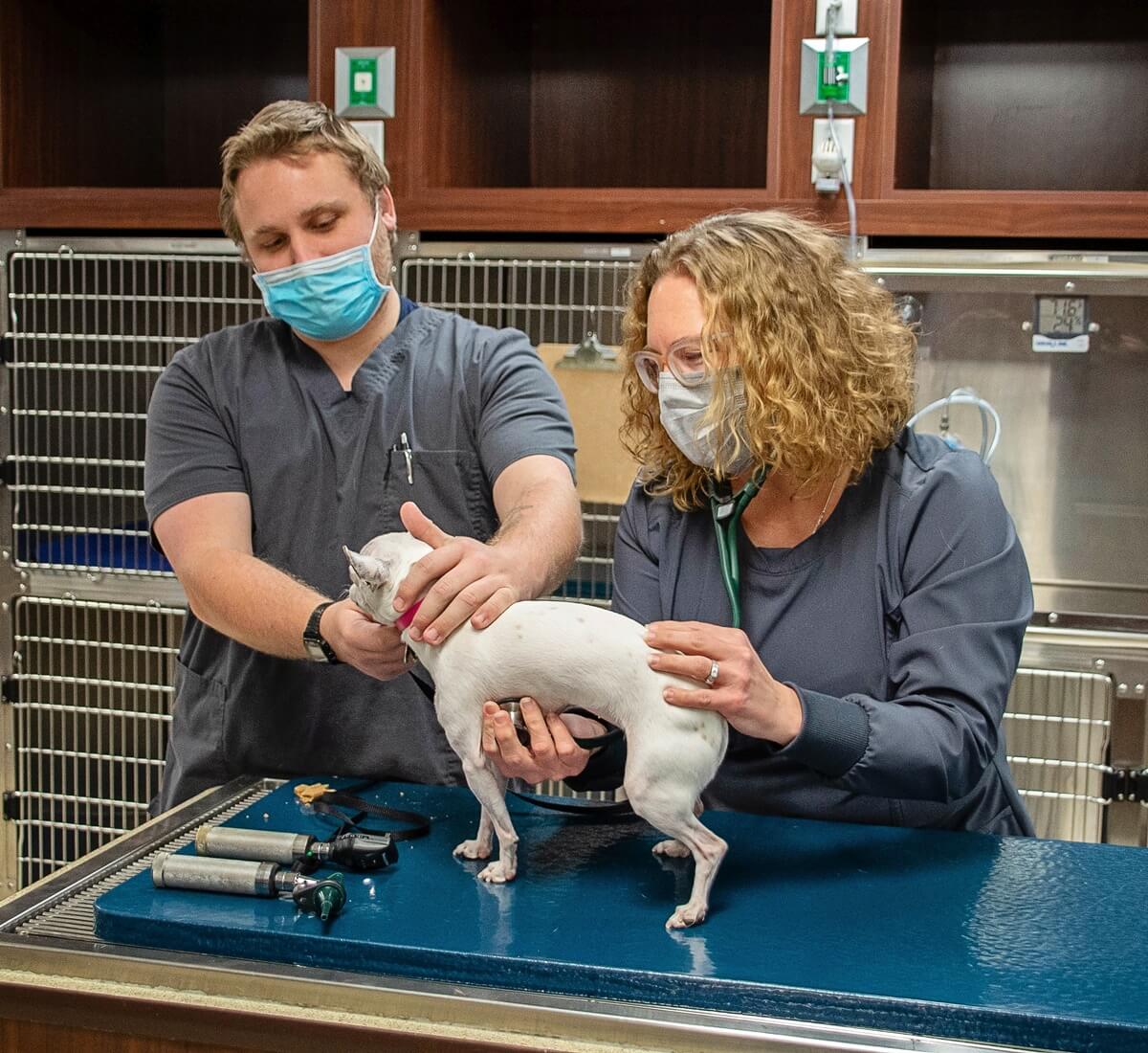 Barker Animal Hospital team examining puppy