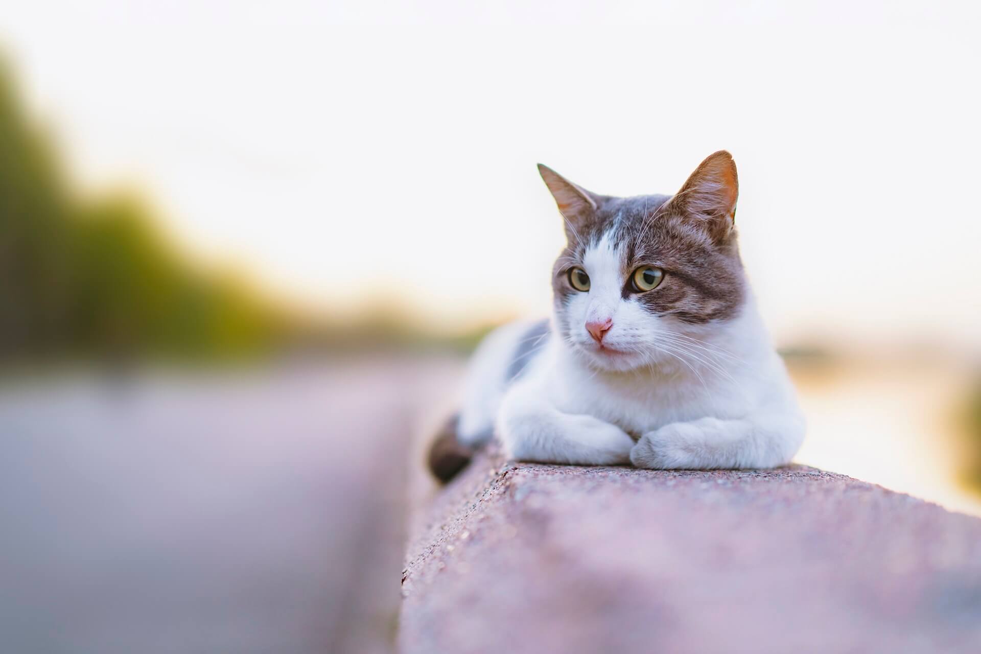 cat laying on ledge