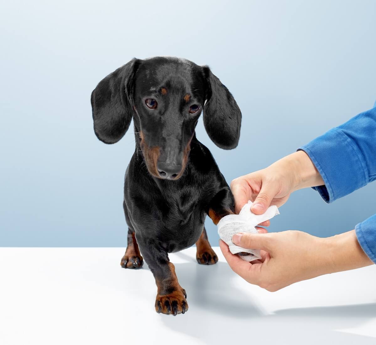 vet bandaging dogs leg