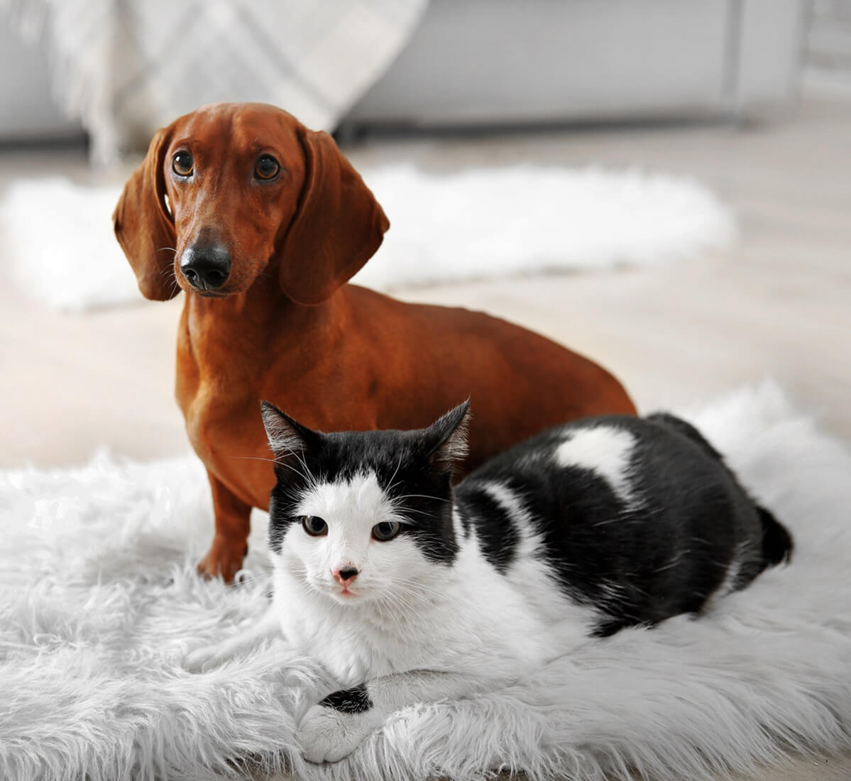 dog and cat on a rug