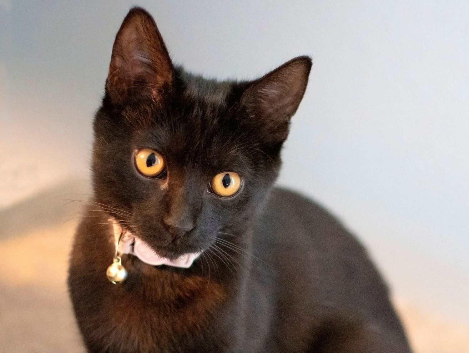 A black cat in collar