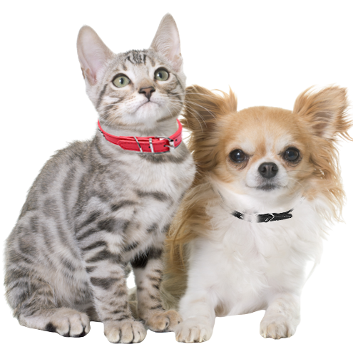 A cute cat and puppy