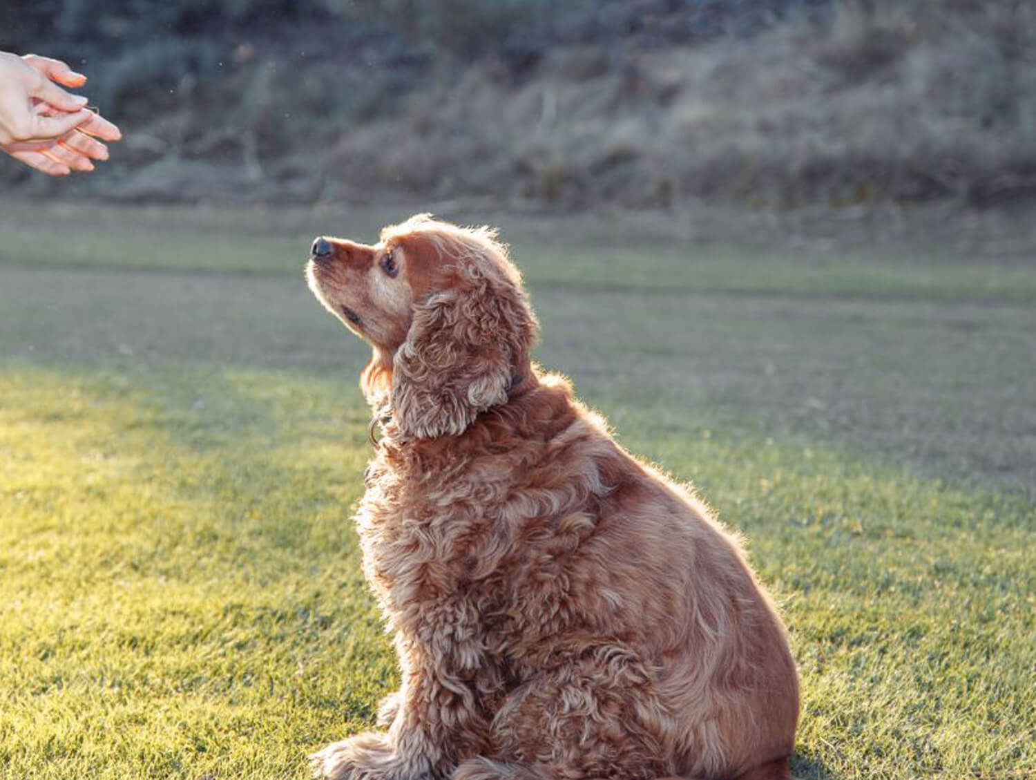 A dog seeing owner