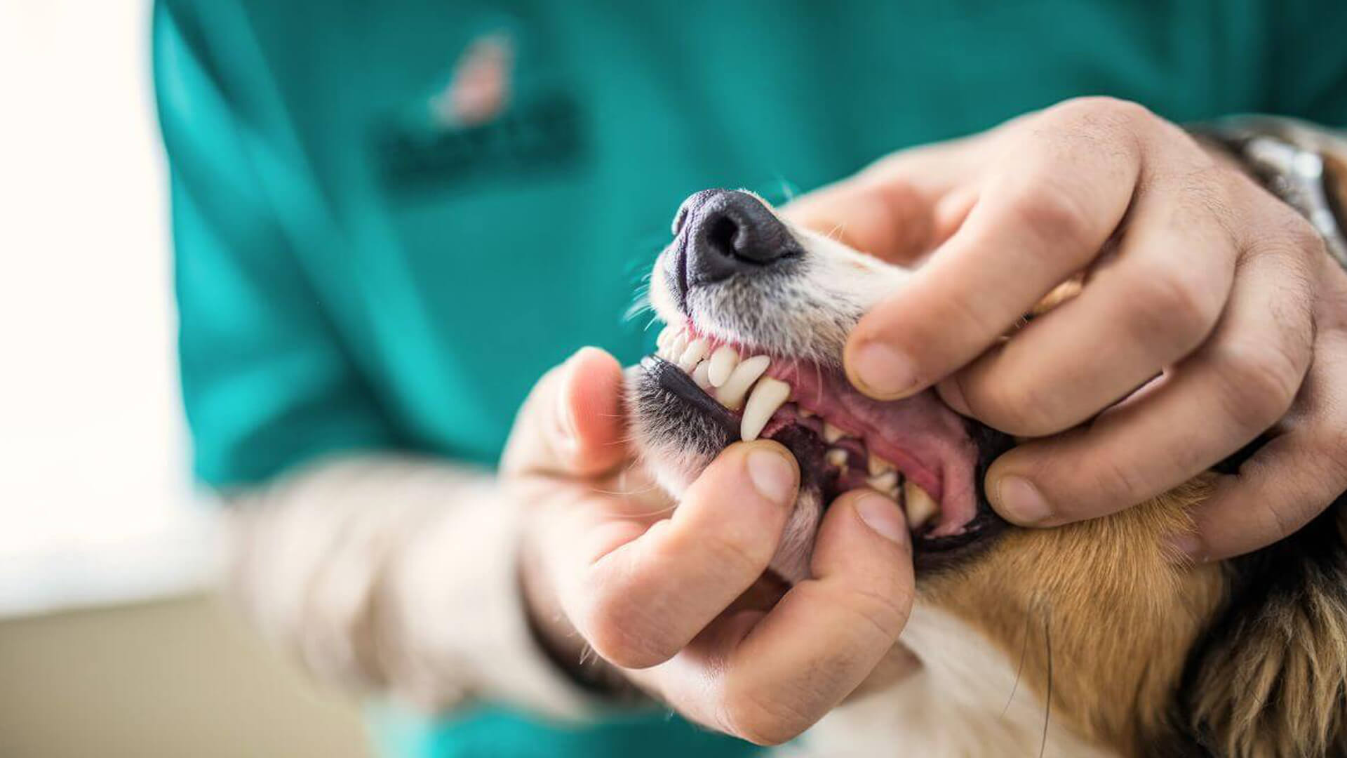 Dog Dental Care