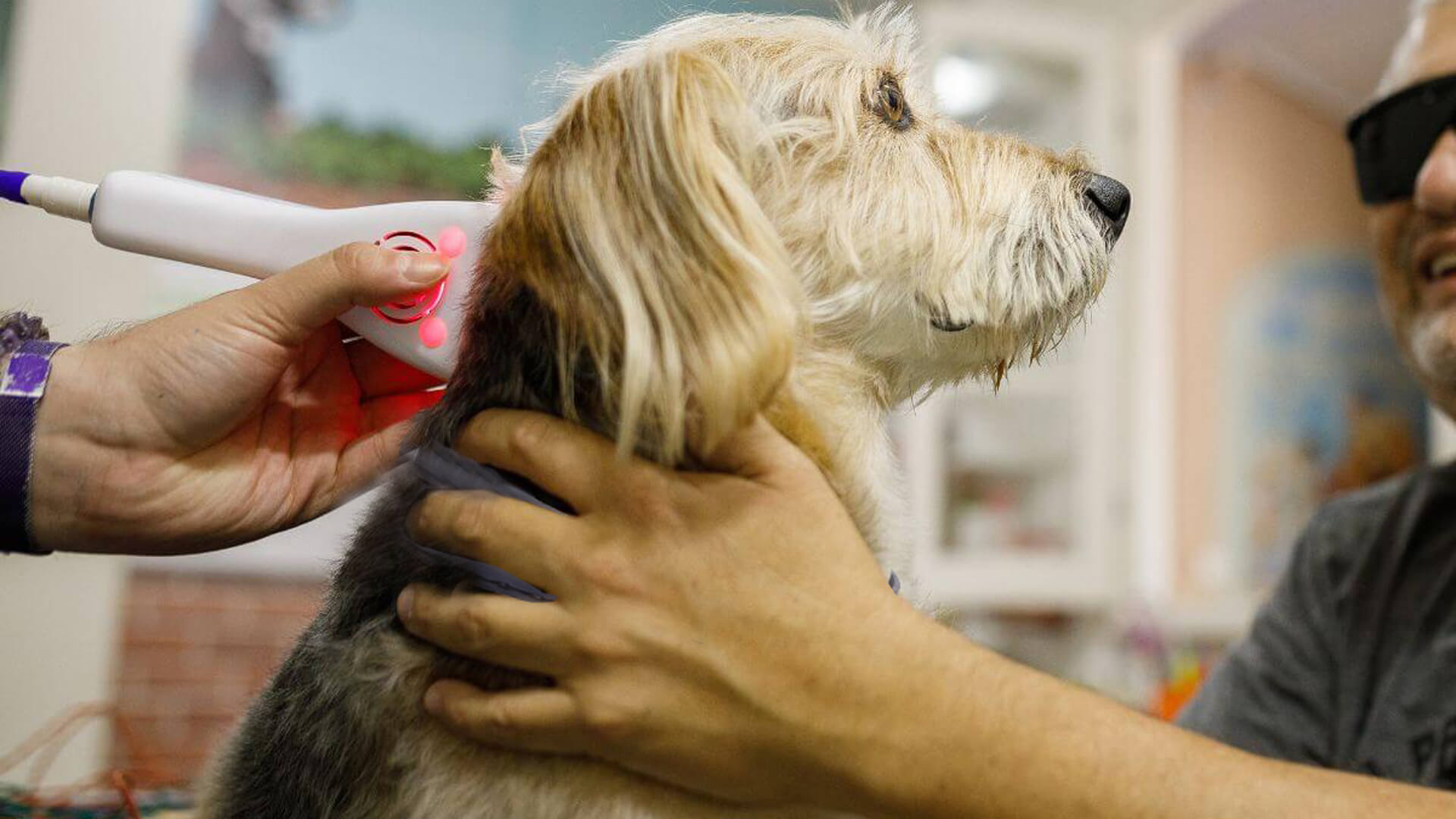 Dog Laser Therapy