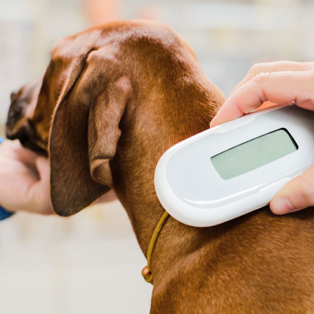 pet-microchipping