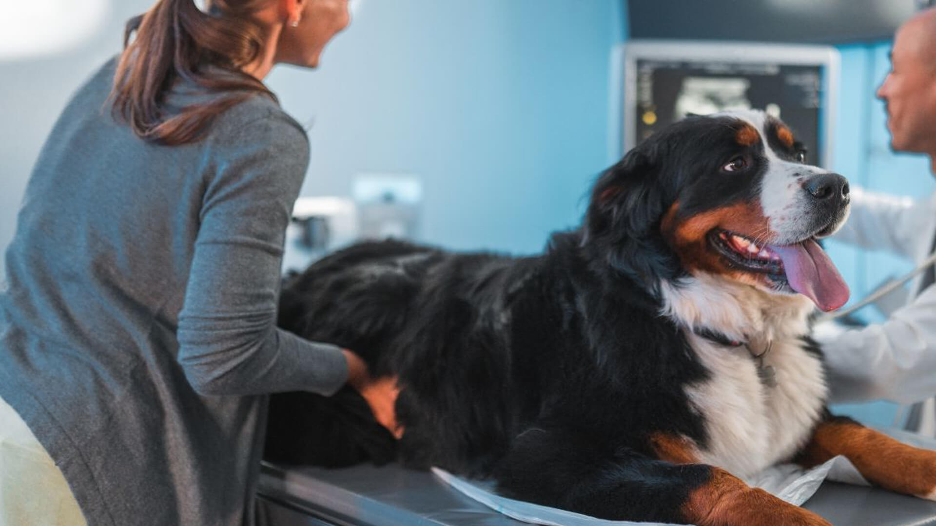 dog ultrasound