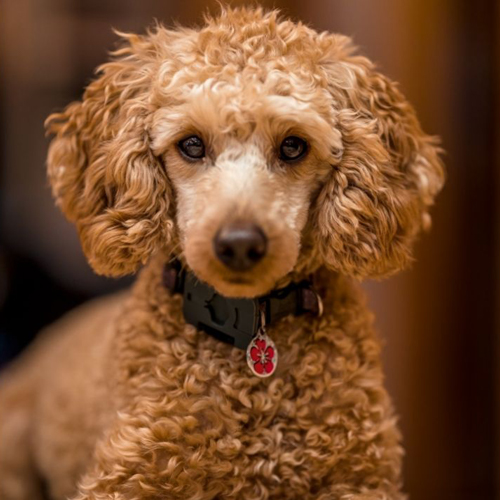 curly furry brown dog