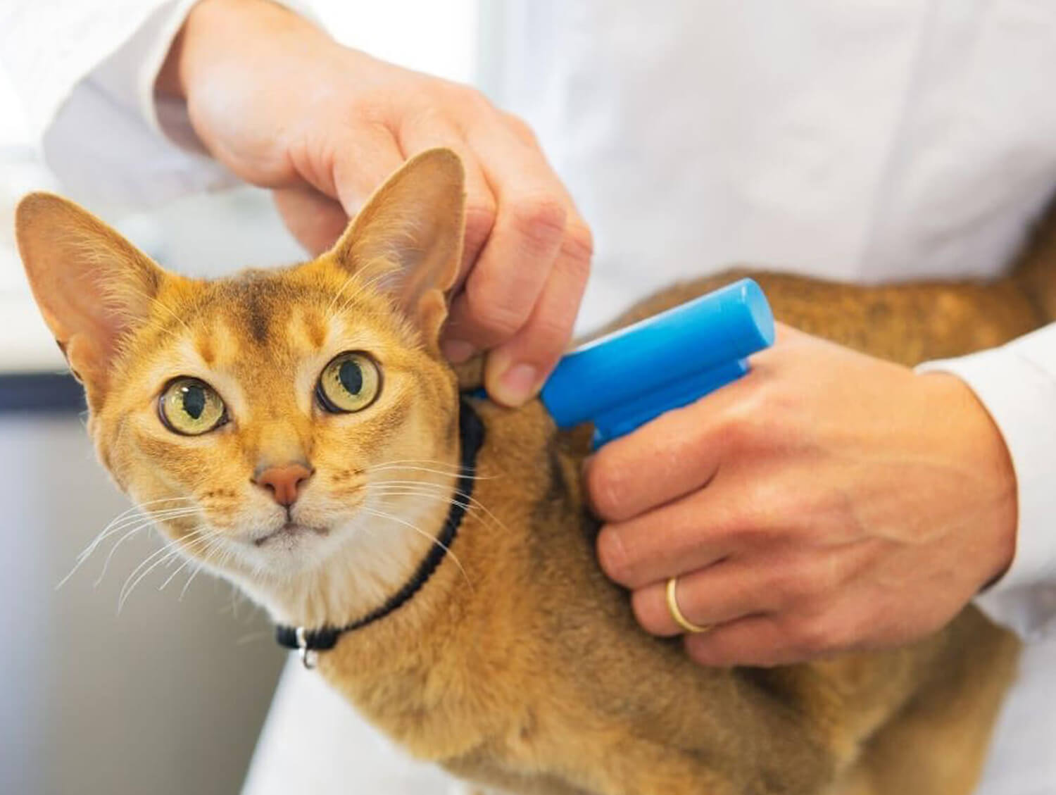 pet microchipping