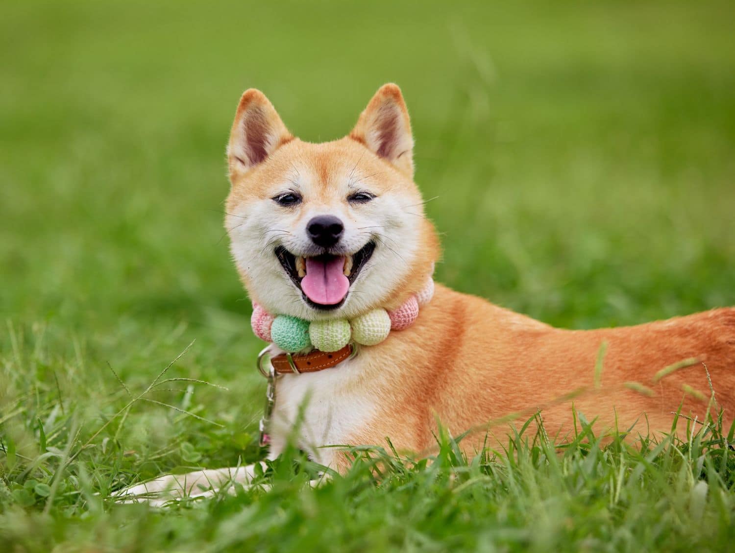 A happy dog wearing a collar