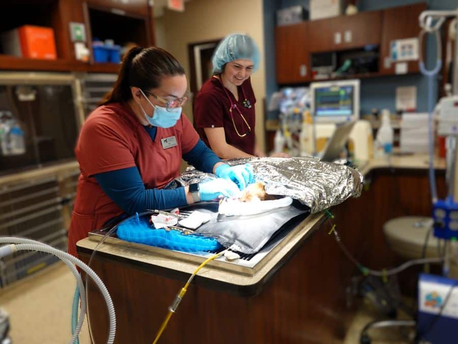 Barker Animal Hospital Dental Xrays