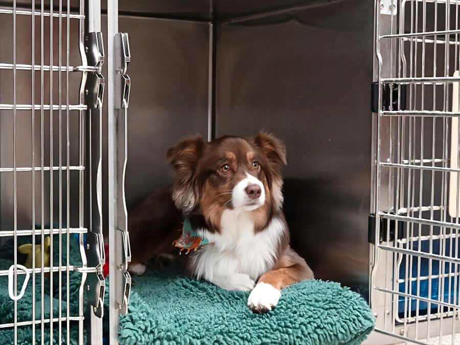 Barker Animal Hospital dog Lilly in a kennel
