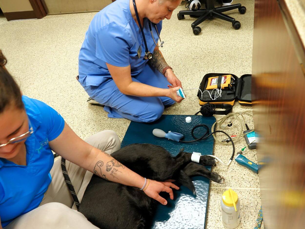 Barker Animal Hospital staff working on a dog