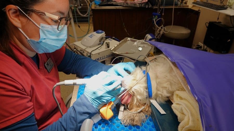 Barker Animal Hospital team member doing dental work on a dog