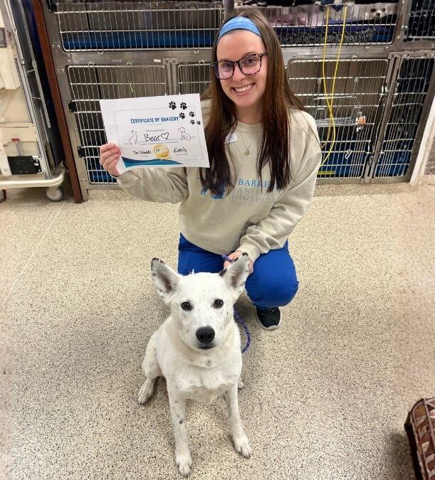 Barker Animal Hospital team member sitting with a dog with a certificate