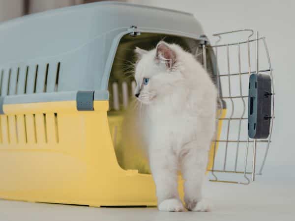 Cat boarding
