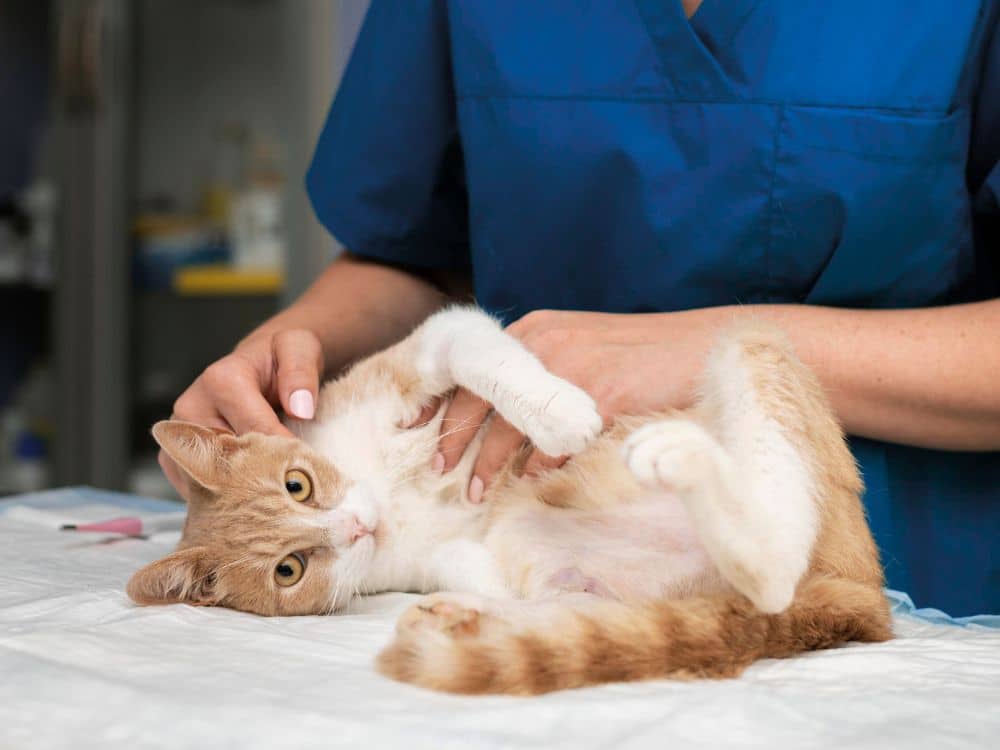 Cat laying on the exam table, being looked at by veterinary staff