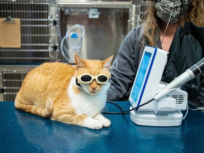 Cat receiving laser therapy at Barker Animal Hospital