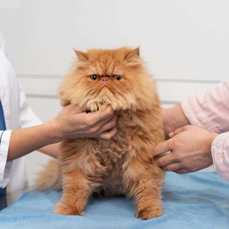 Cat sitting on exam table being examined by veterinary staff