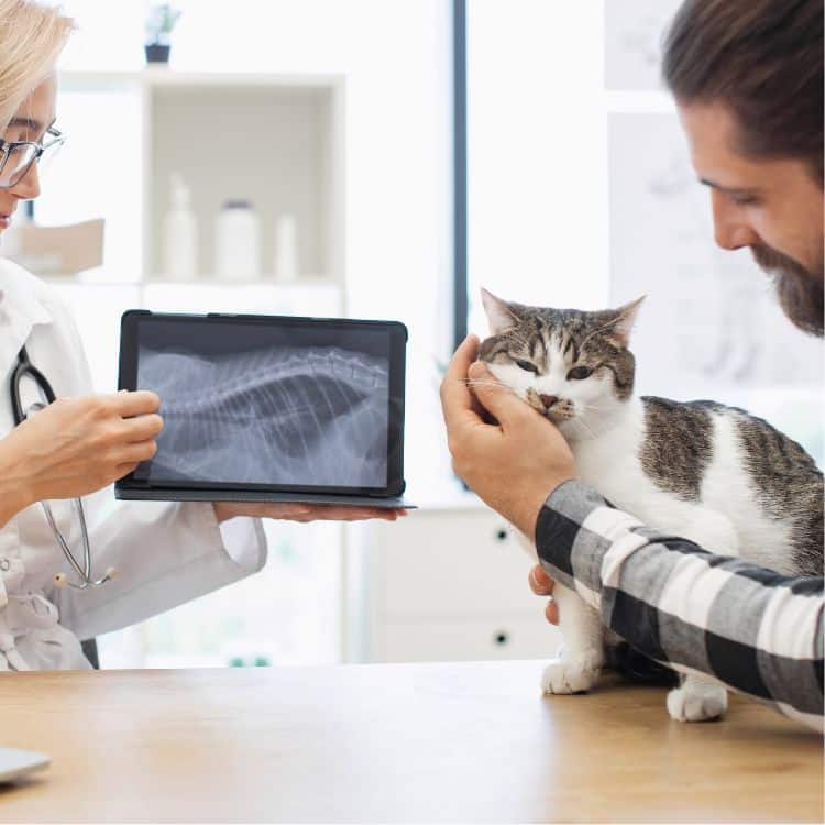 Cat with owner and vet looking at an xray