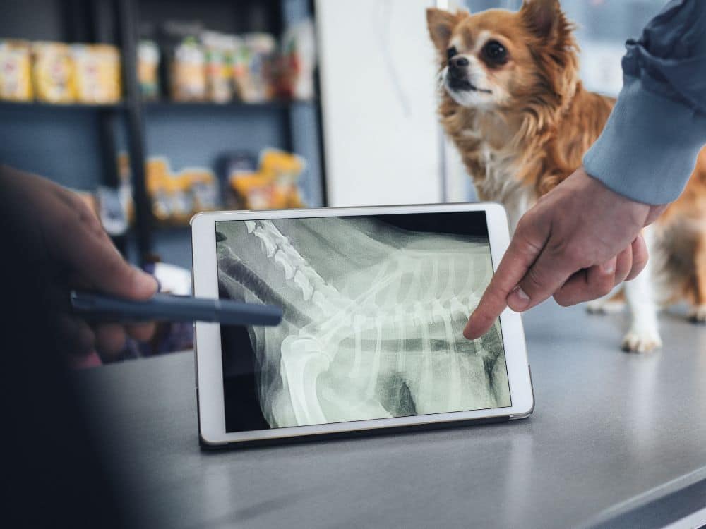 Doctors looking at a dog's xray on an ipad with a dog in the background