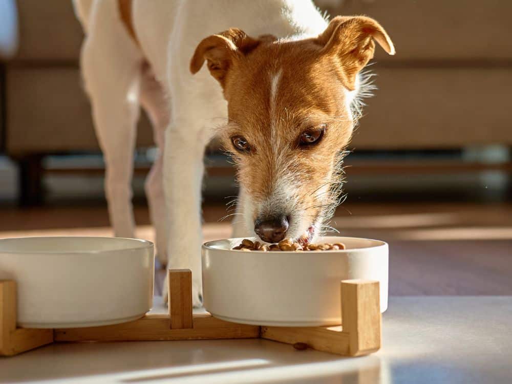 Dog eating from a food bowl
