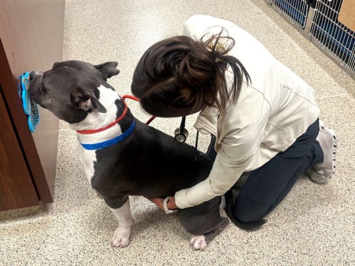 Dog licking a mat while a Barker Animal Hospital Vet checks him out