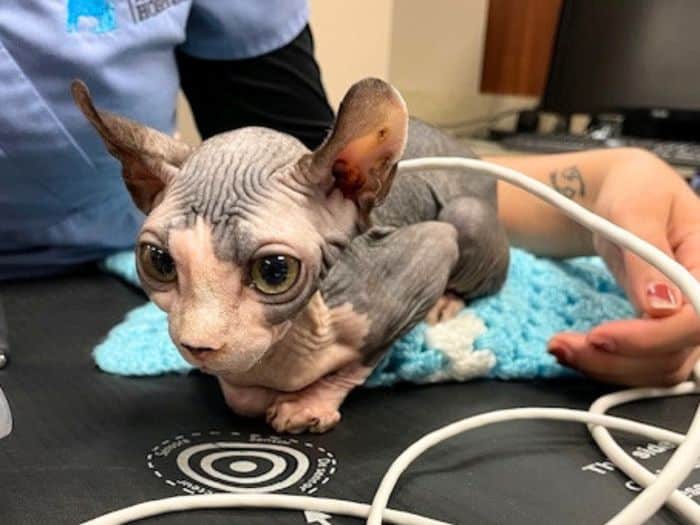Hairless cat being checked at the vet