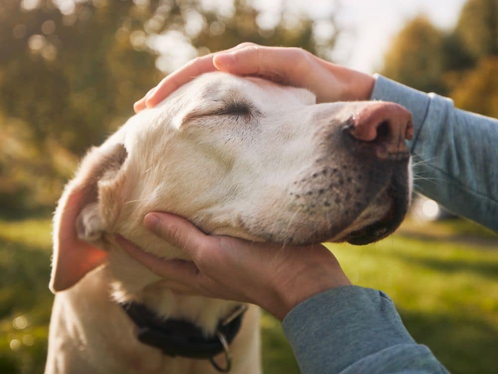 Older dog being embraced by person