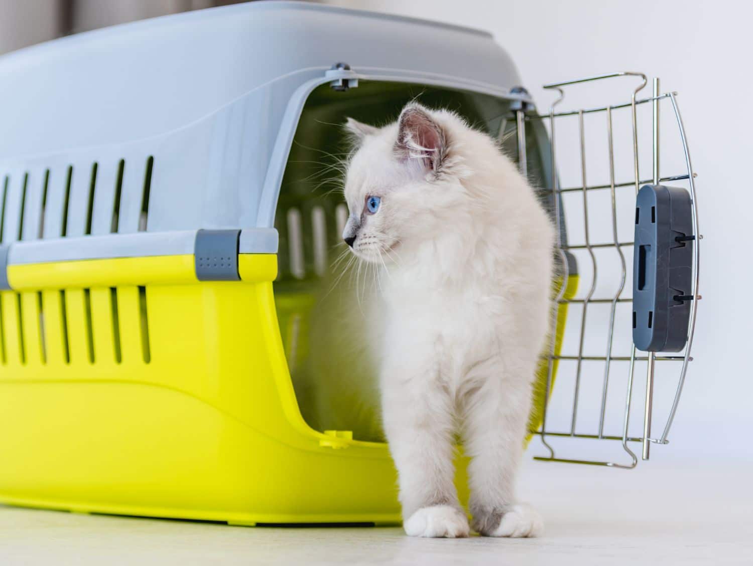 Fluffy white kitten stepping out of a carrier