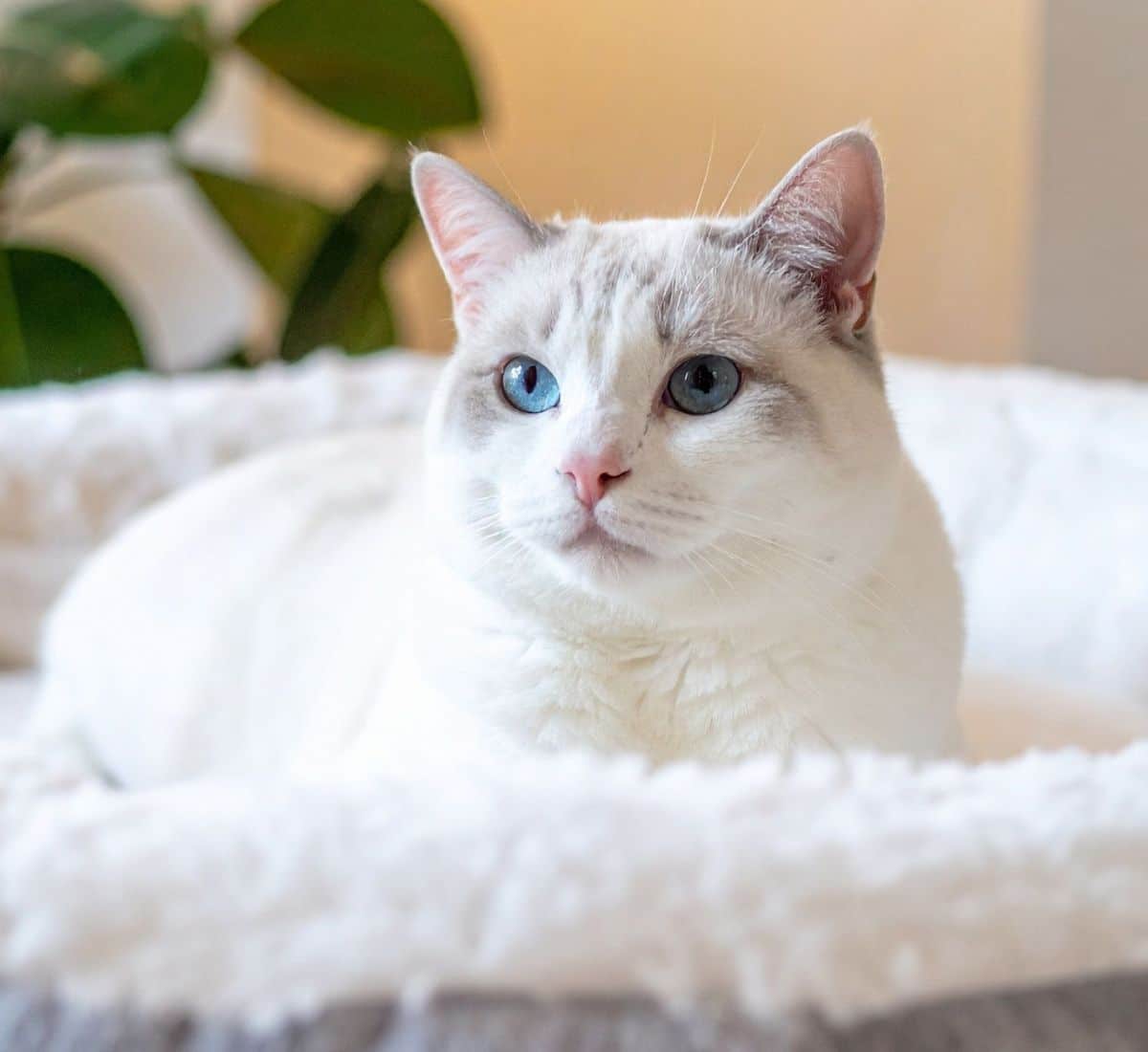 Cat resting in a pet bed