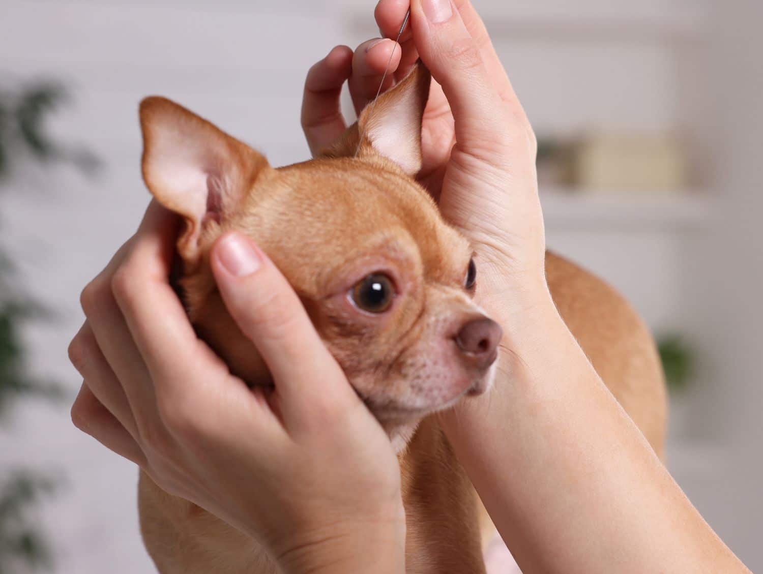 Acupuncture treatments for a dog