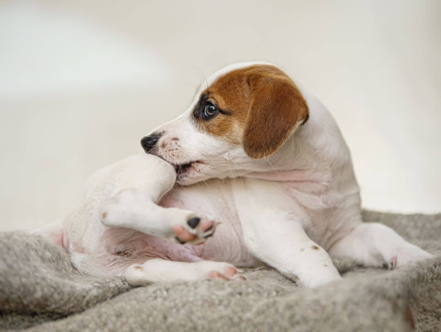Puppy Jack russell with scratching himself