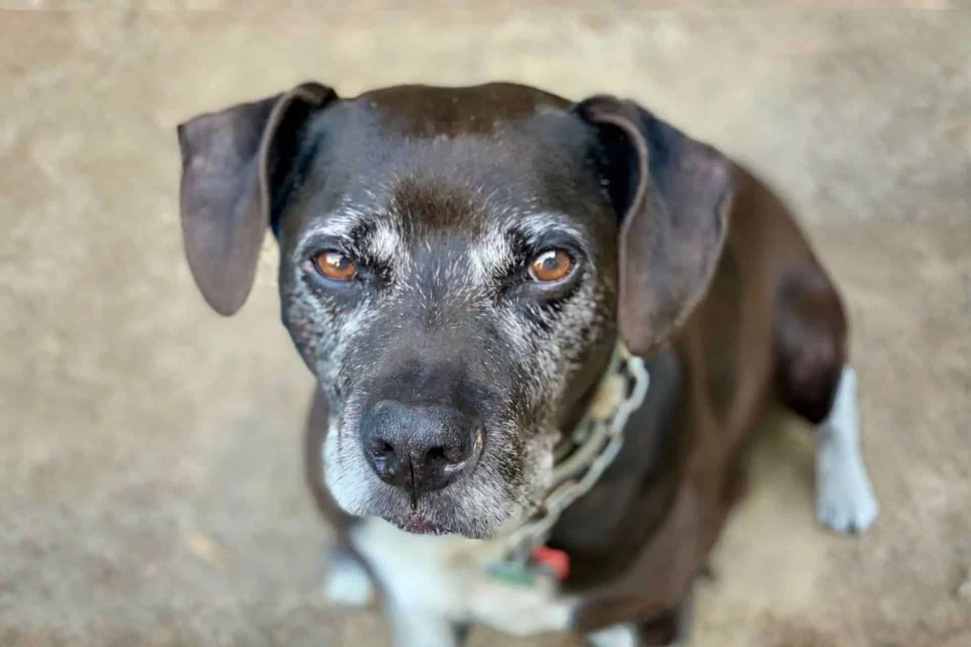 Senior dark brown dog with a grey muzzle
