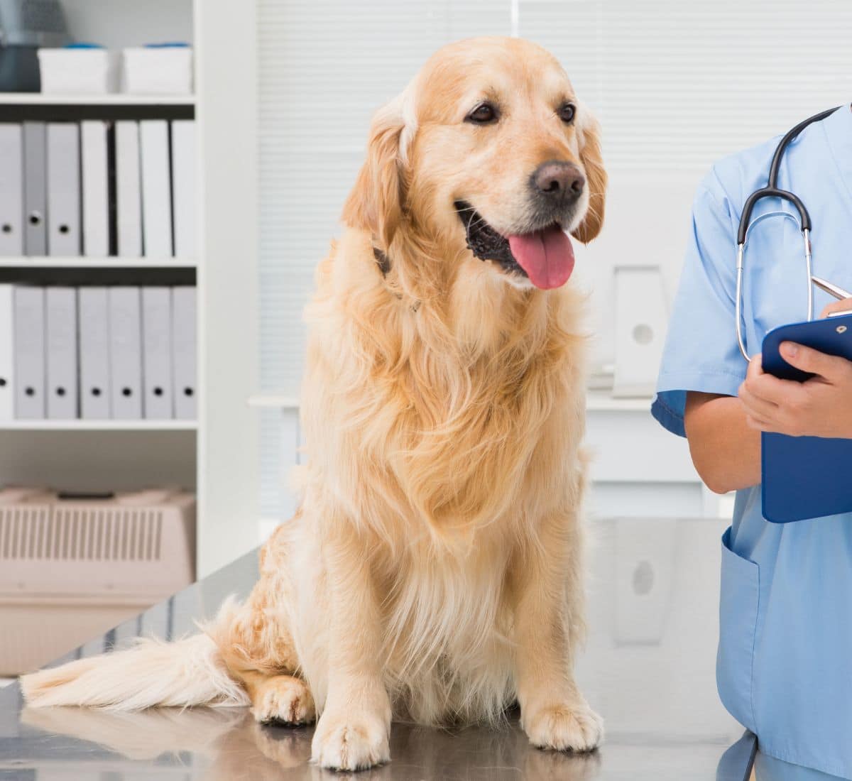 Vet examining a dog and writing on clipboard