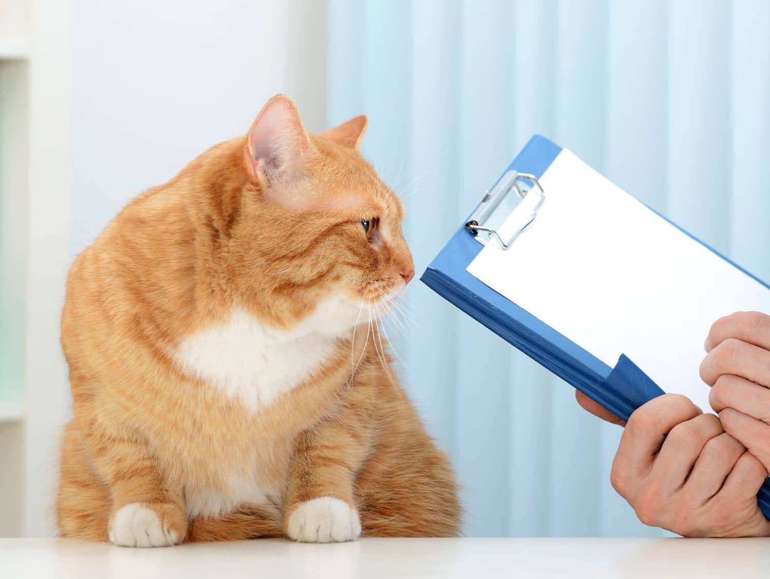 veterinarian examining an orange tabby cat