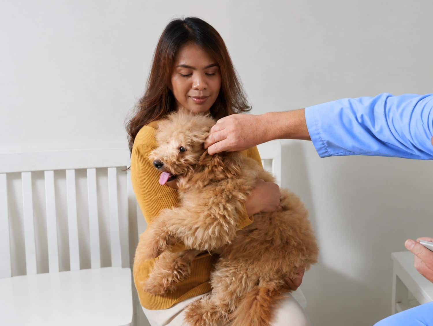 Veterinarian examining a dog