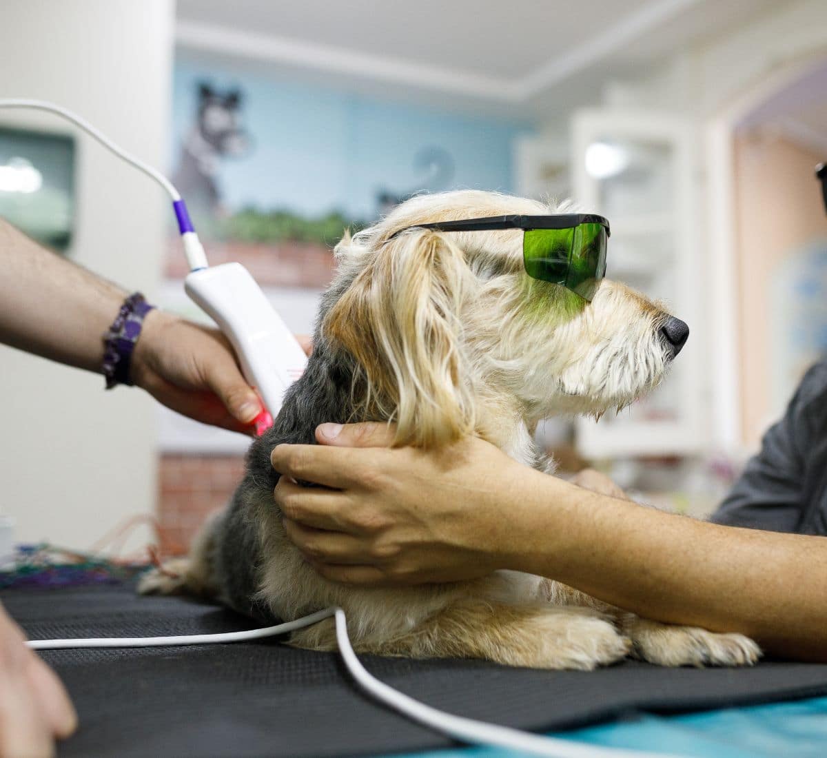 Man holding his dog while it's getting laser therapy