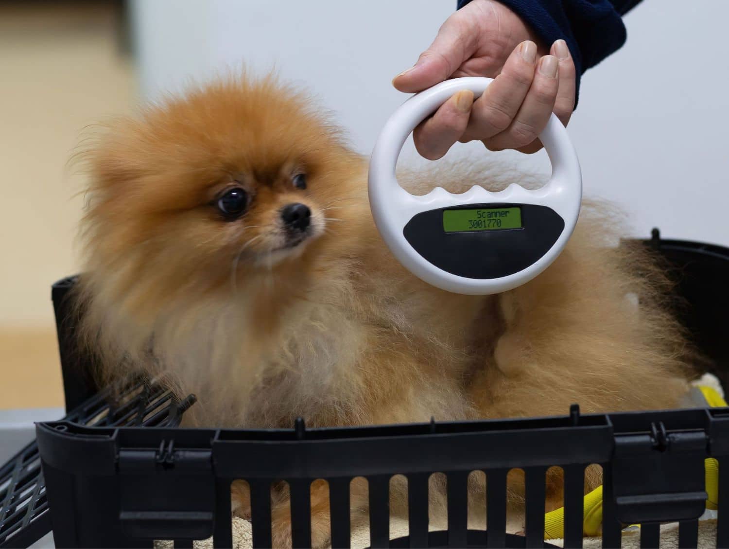 Vet scanning a Pomeranian dog for a microchip