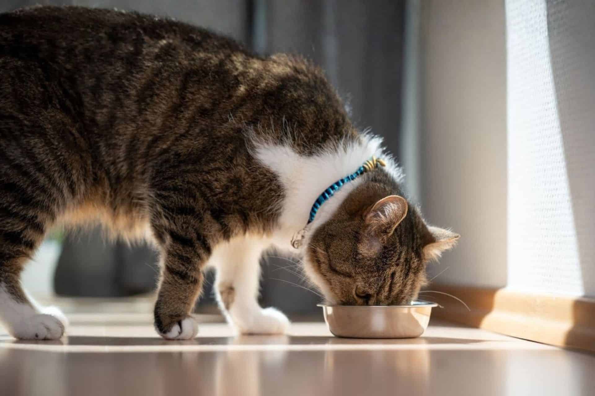Tabby cat eating from a bowl