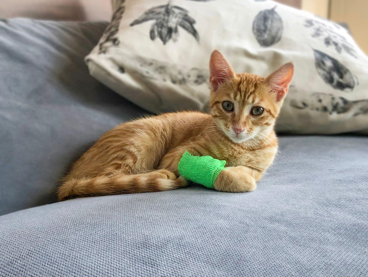 Injured orange tabby cat with a bandaged paw