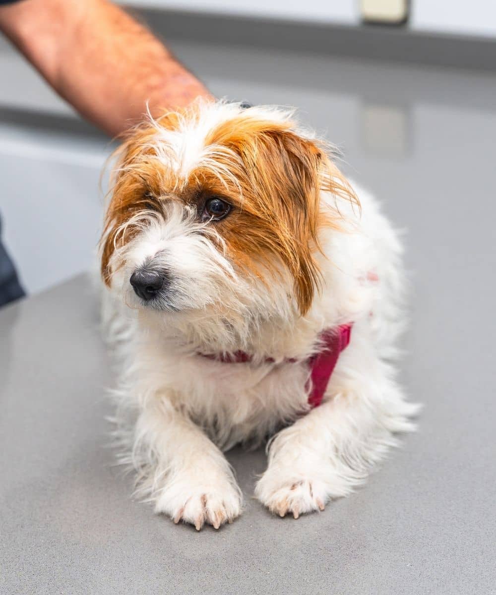 Veterinarian examining small dog on table in clinic