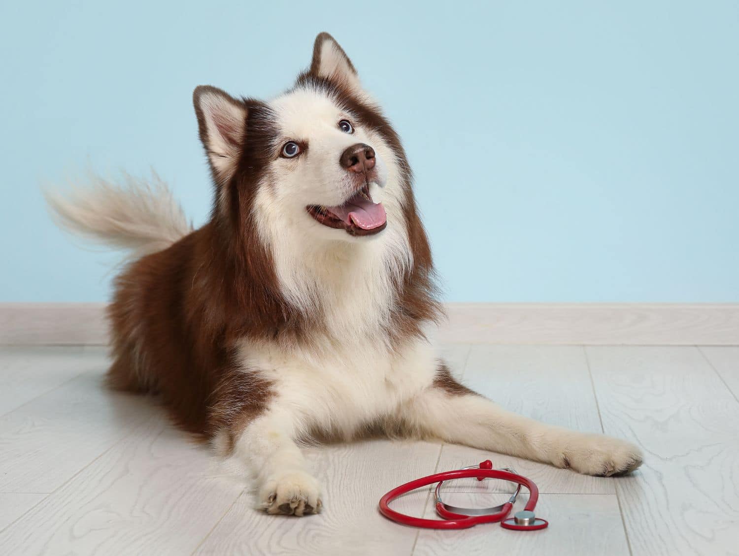 Happy husky at the vet clinic