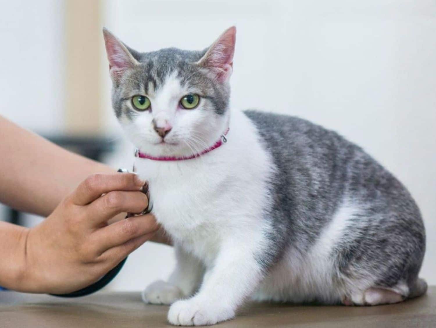 Cat being examined with a stethoscope