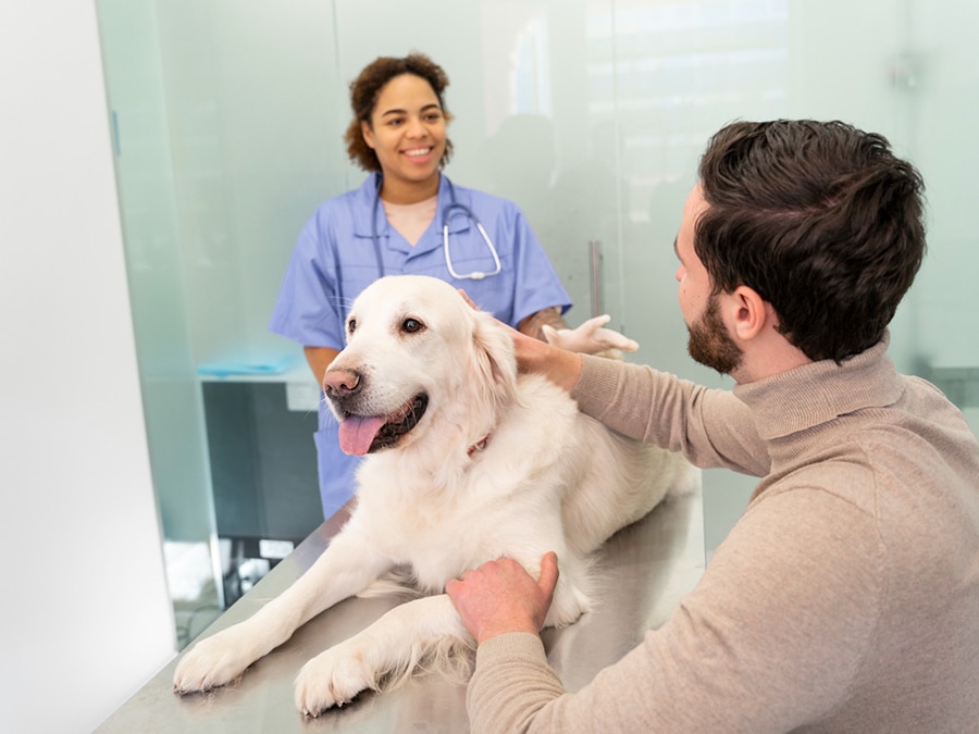 dog on a vet's exam table