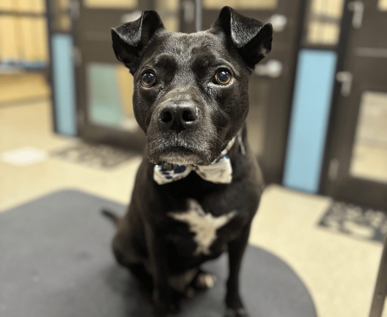 Black dog at pet grooming appointment