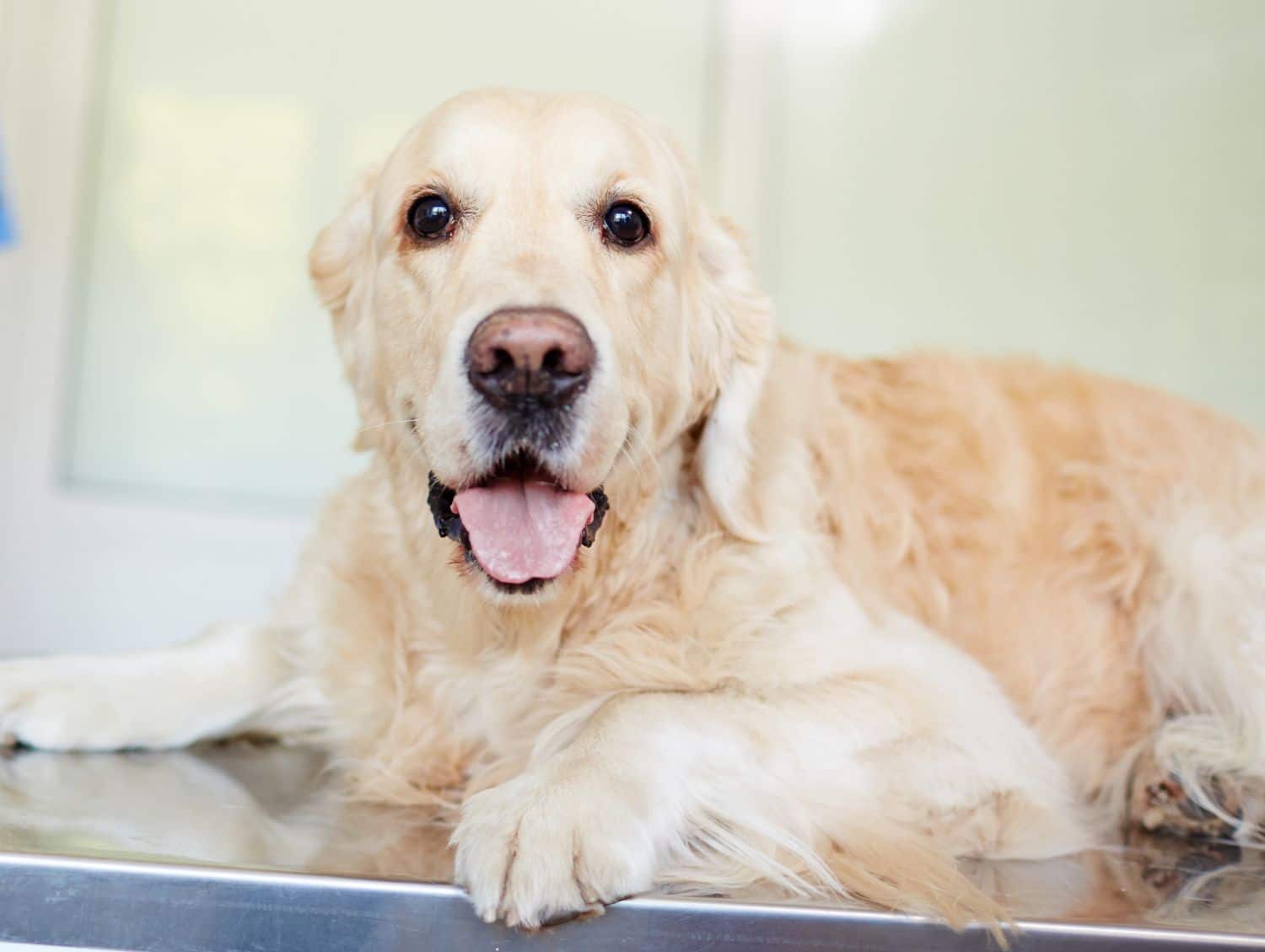 Dog lying down on a metal examination table